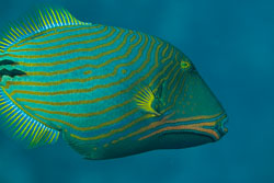 BD-150224-Ras-Mohammed-6721-Balistapus-undulatus-(Park.-1797)-[Orange-lined-triggerfish.-Orangestrimmig-tryckarfisk].jpg